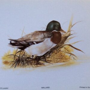 Lámina de Arte - Mallard (12.5x10 cm)