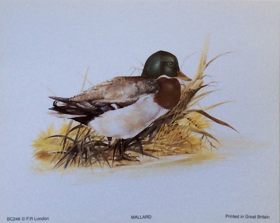 Lámina de Arte - Mallard (12.5x10 cm)