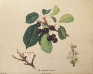Lámina de Arte - The Tradescant Cherry (30x24 cm)