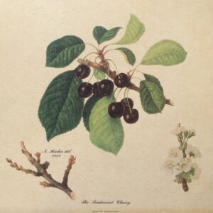 Lámina de Arte - The Tradescant Cherry (30x24 cm)