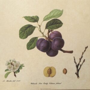 Lámina de Arte Frutas - Wilmots New Earlg Orleans Plum (30x24 cm)