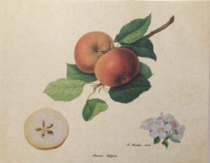 Lámina de Arte - Pearns Peppin (30x24 cm)