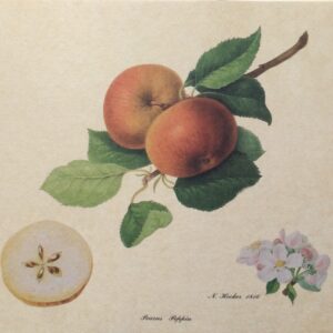 Lámina de Arte - Pearns Peppin (30x24 cm)