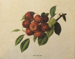 Lámina de Arte - The Peckle Pean (30x24 cm)