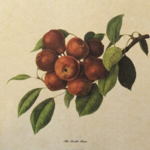 Lámina de Arte - The Peckle Pean (30x24 cm)