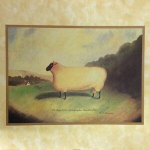 Lámina de Arte - Shropshire Ram (50x40 cm)