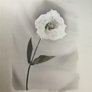 Lámina Lisianthus - Floral Art by Diane & Dick Stefanich (40x50)