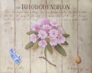 THE PINK RHODODENDRON - M. GORDON (50x40 cm)