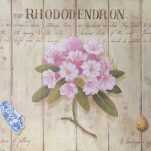 THE PINK RHODODENDRON - M. GORDON (50x40 cm)
