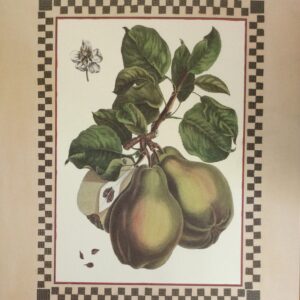 Lámina de Arte - Botanical Pears (40x50 cm)