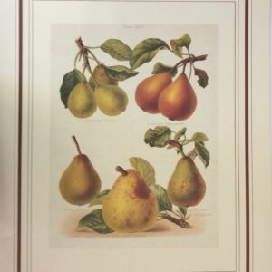 Lámina de Arte Frutal - Desconocido (40x50 cm)