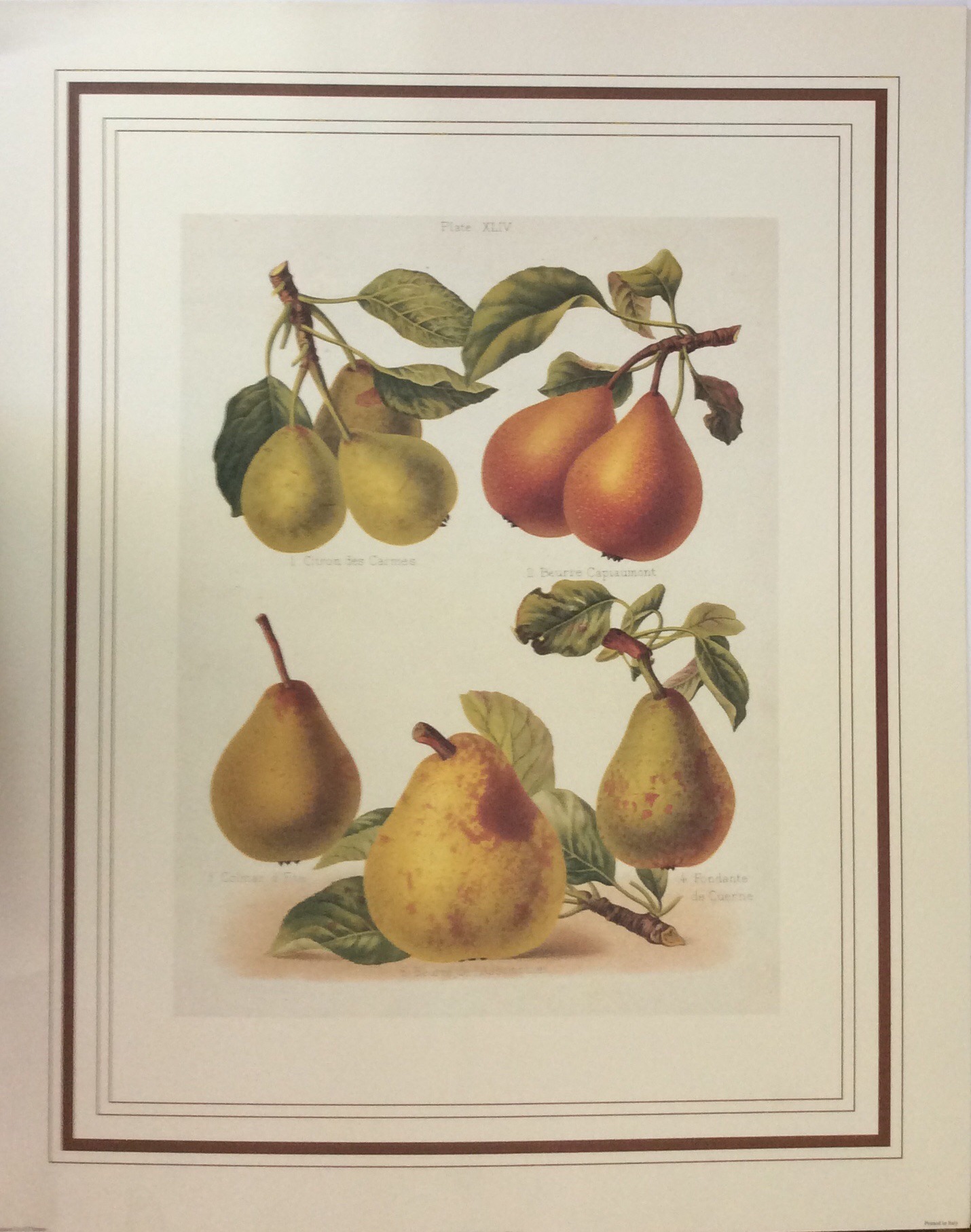 Lámina de Arte Frutal - Desconocido (40x50 cm)