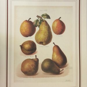 Lámina de Arte Frutas - Desconocido (40x50 cm)