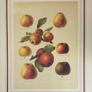 Lámina de Arte Frutas - Desconocido (40x50 cm)