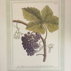 Lámina de Arte - Grapevine I (40x50 cm)