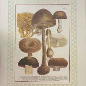 Lámina de Arte 'Mushrooms I' - 40x50 cm