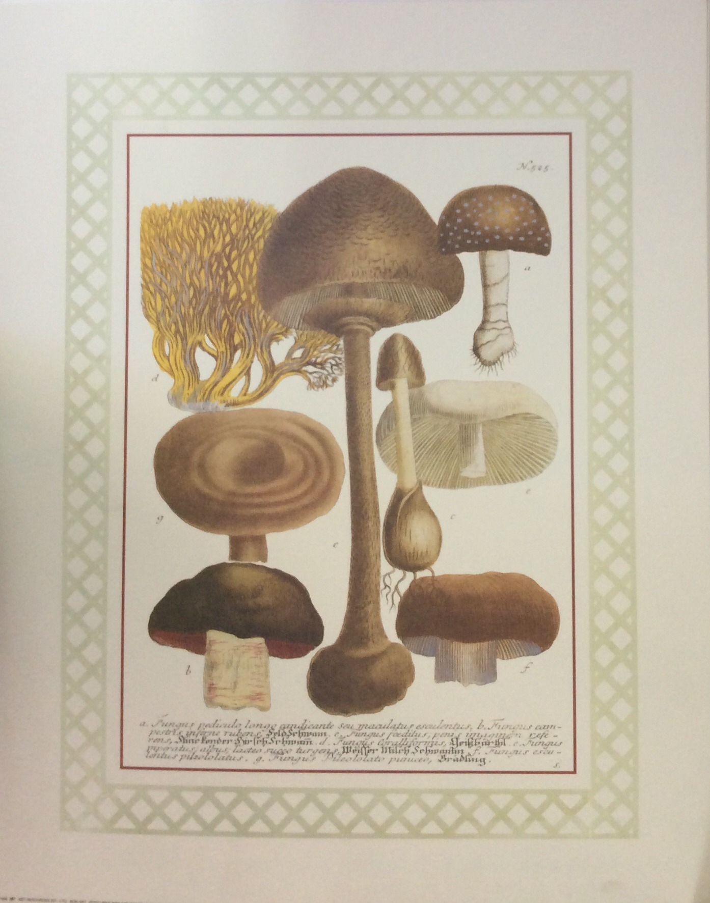 Lámina de Arte 'Mushrooms I' - 40x50 cm
