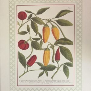 Lámina de Arte PEPPERS II - Frutas (40x50 cm)