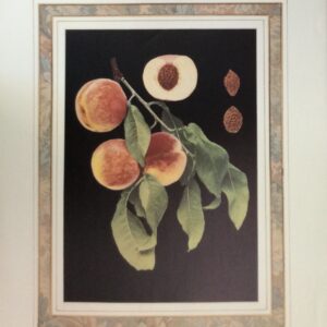 Lámina de Arte Frutal - George IV Peaches (40x50)