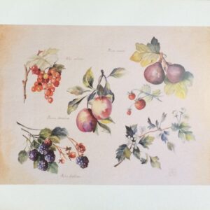 Lámina de Arte - Summer Fruits (50x40 cm)