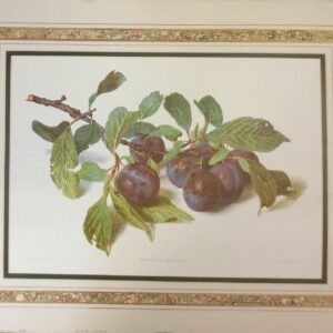 Lamina de Arte Frutal - PRUNUS DOMÉSTICA (50x40 cm)