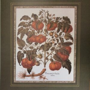 Lámina de Arte - Tomato Rubro (40x50 cm)