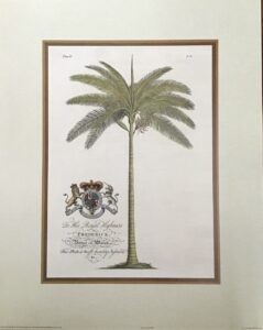 Lámina de Arte Royal Palm Tree (40x50 cm)