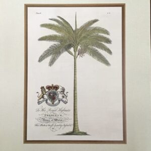 Lámina de Arte Royal Palm Tree (40x50 cm)