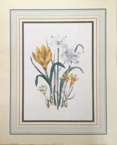 Lámina Floral Studies I - MRS LOOUEN (40x50 cm)