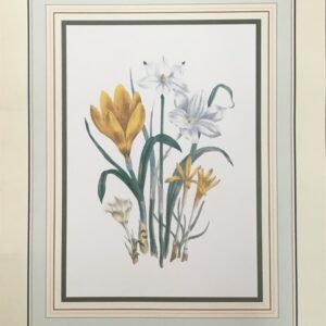 Lámina Floral Studies I - MRS LOOUEN (40x50 cm)