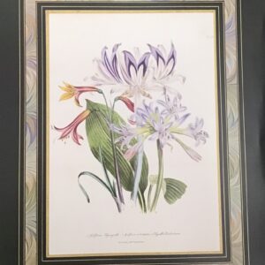 Grifinia Hyacintha Botanical - Lámina Floral (50x40 cm)