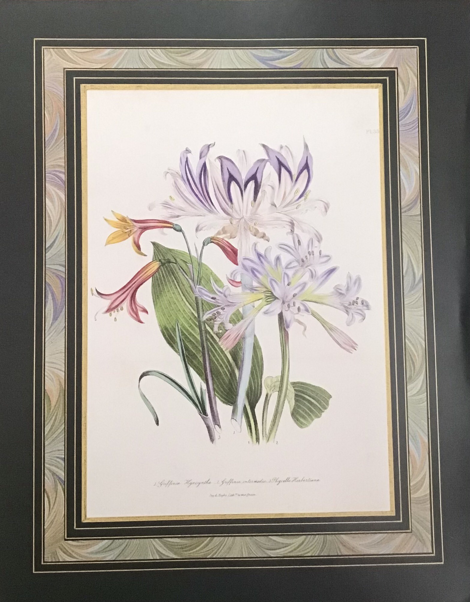 Grifinia Hyacintha Botanical - Lámina Floral (50x40 cm)