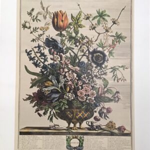 FEBRUARY - Laminas de Arte Floral (40x50 cm)