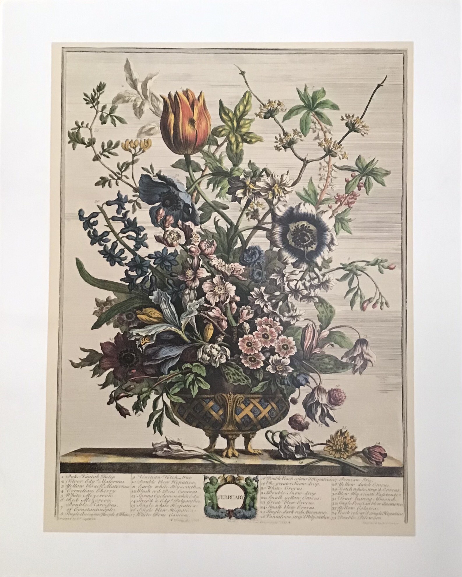 FEBRUARY - Laminas de Arte Floral (40x50 cm)
