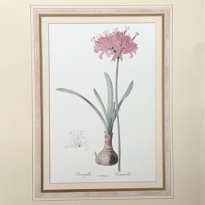 Lámina de Arte Amarilys - P.J. Redouté (40.5x50.5 cm)