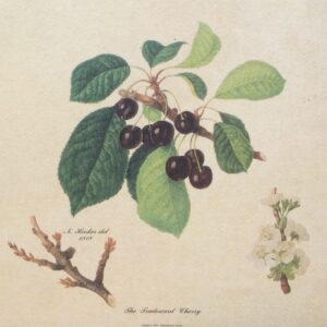 The Tradescant Cherry - Lámina de Arte Frutas (30x24 cm)
