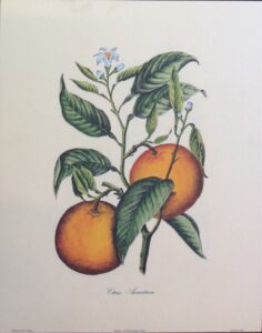 Citrus Aurantium - Riproduzione Vietata (24x30 cm)