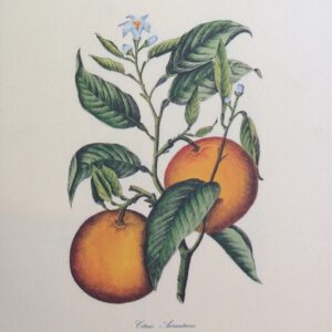 Citrus Aurantium - Riproduzione Vietata (24x30 cm)