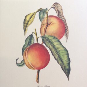 Laminarte Frutas - Runus Persica (28x30 cm)