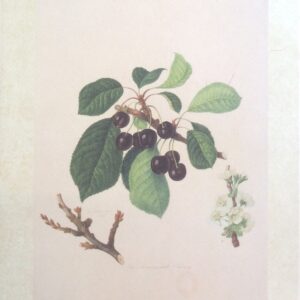 Riproduzione Vietata - The Fradescant Cherry (25x30 cm)