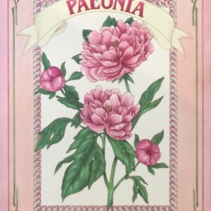 Lámina de Arte Paeonia - Nuova (30x40 cm)