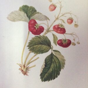 Fragacia Hybrid - Nachdruck Verboten (60x50 cm)