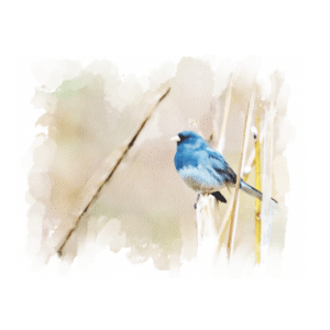 Colección de Autor - Díaz De La Plata Studio - Junquillo 1