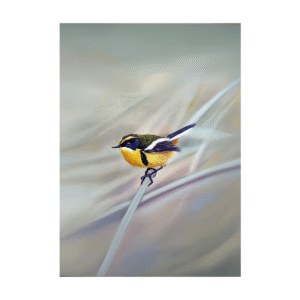 Colección de Autor - Díaz De La Plata Studio - Junquillo 2